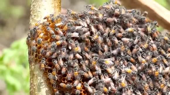 蜂窝和蜜蜂或阿皮斯小花在莫林加树和模糊的绿叶背景视频的预览图
