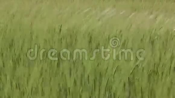 青麦穗中射视频的预览图