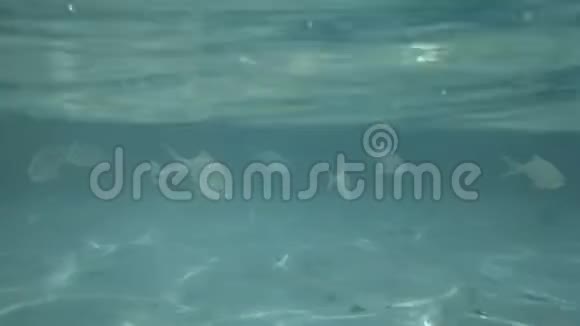 海水蓝色背景下的鱼视频的预览图
