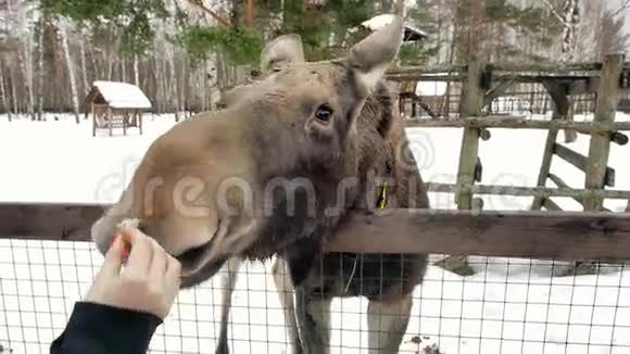 在冬天的森林里喂驼鹿的女孩与自然的统一动物保护视频的预览图