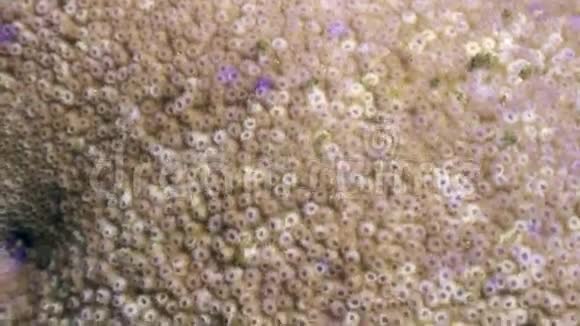 菲律宾野生动物海洋中以球体形式靠近水下的珊瑚视频的预览图