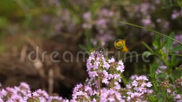蜜蜂从花飞到花授粉视频的预览图