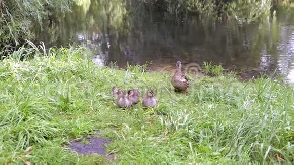 五只小鸭子和她妈妈在湖边视频的预览图