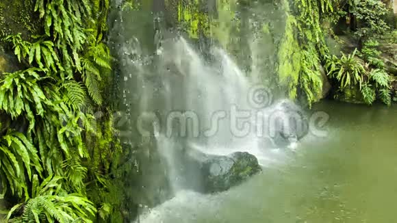 瀑布与绿叶环视频的预览图