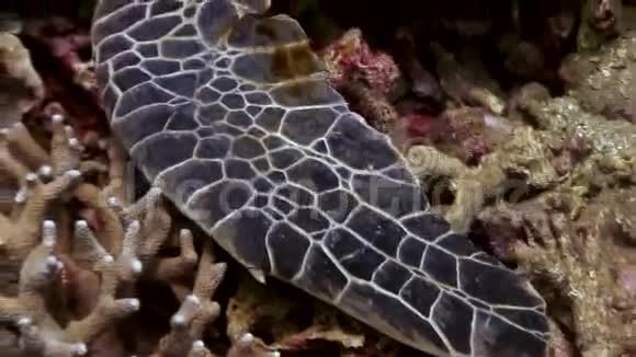 菲律宾海底的爪海龟近于大自然的水下视频的预览图