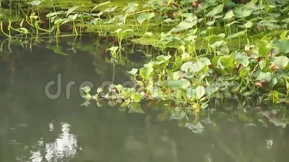 泰国江迈河上的水生植物视频的预览图