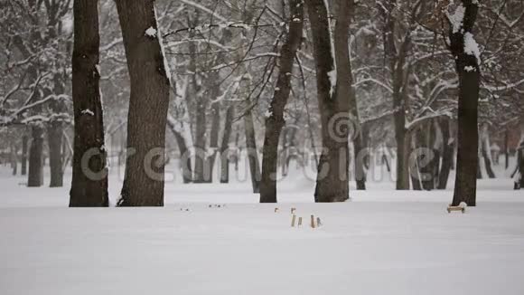 在雪中坠入爱河的男人和女人视频的预览图