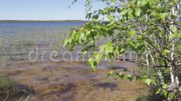 西伯利亚在森林原始湖泊中消失的景色视频的预览图