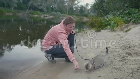 英国芭比猫领在户外沙滩上散步在森林河附近和女人玩耍视频的预览图