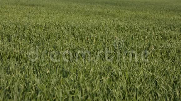 风在草原一望无际的田野里摇动着麦芽的绿茎视频的预览图