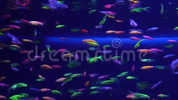 水族馆里有很多亮晶晶的小鱼视频的预览图