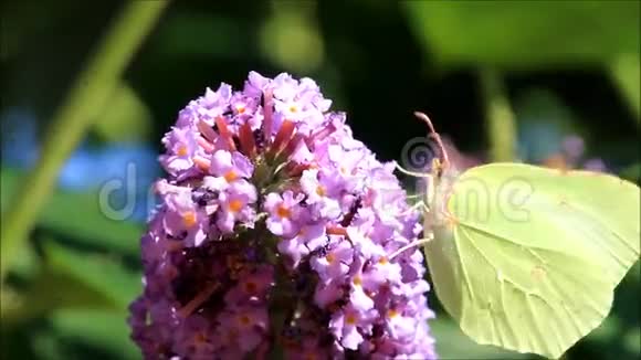 紫丁香上的硫磺蝴蝶视频的预览图