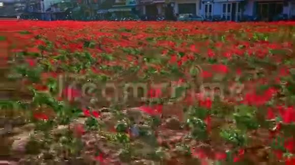 沿路建筑物前的红花植视频的预览图