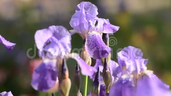 紫色的花朵在轻风中摇曳视频的预览图