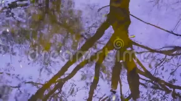 水中树木的倒影在静态摄像机的弹簧中拍摄背景视频的预览图