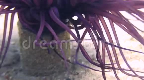 菲律宾野生动物海洋中水下的海葵视频的预览图
