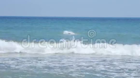 在阳光明媚的日子里人们在海边游泳视频的预览图