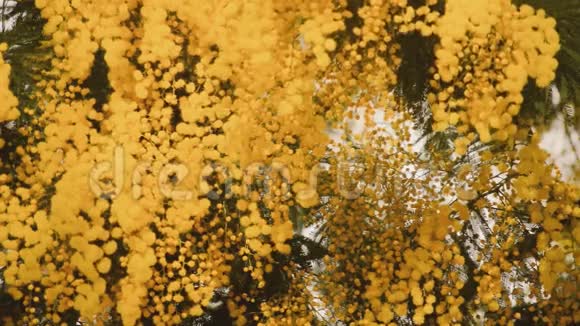 一棵树上的黄色花朵视频的预览图