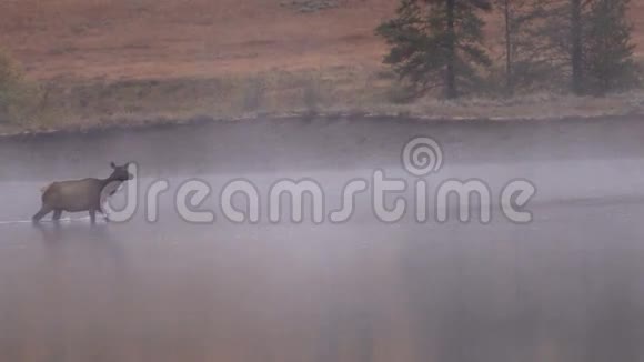 牛麋鹿渡过雾河视频的预览图