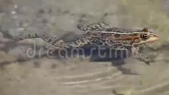 青蛙在浅水中游泳跟拍视频的预览图