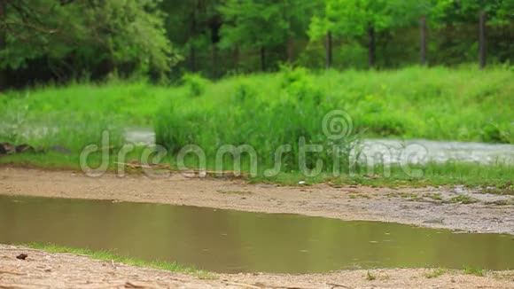 在河边的水坑里玩耍的快乐女孩视频的预览图