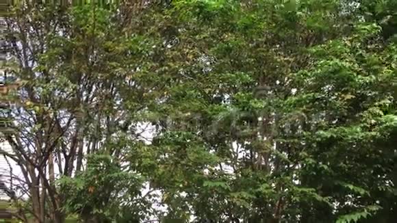 印度尼西亚巴厘岛的Muntingia树视频的预览图