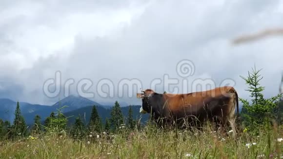 在山上的牧场上放牛视频的预览图
