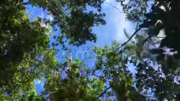 漫步热带森林蓝天绿树的底景令人惊叹的太阳风暴高清慢镜头视频的预览图