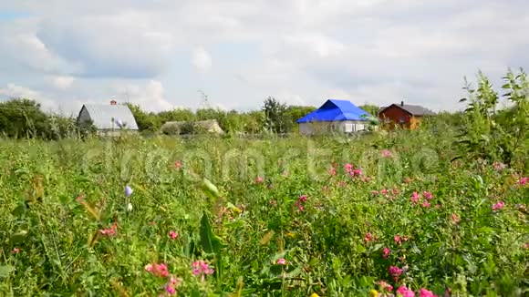 透过野花观赏乡村房屋俄罗斯视频的预览图