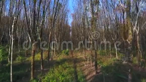 空中飞行在泰国的一个种植园上的橡胶树之间飞行高清慢镜头视频的预览图