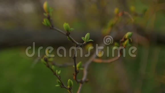 春天夕阳西下的嫩枝第一片绿叶焦点变化视频的预览图