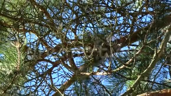 春林红松鼠短尾猴交配仪式视频的预览图