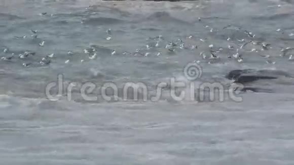 海鸥在海里游泳视频的预览图