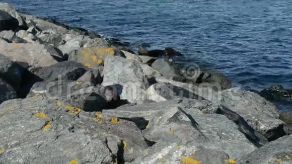 德国罗斯托克港海水中的岩石视频的预览图