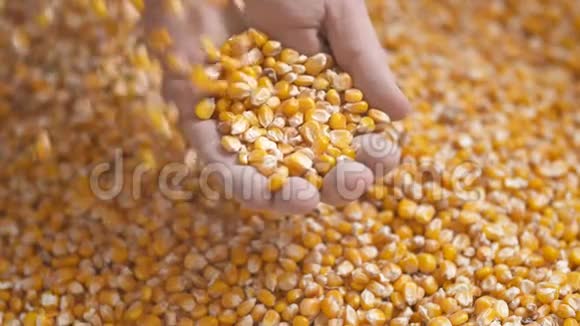 农民的手展示刚收获的玉米粒农业玉米收获视频的预览图