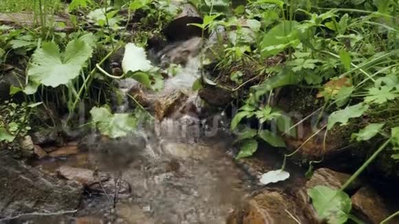 小瀑布溪流森林中有茂盛的绿色植被视频的预览图