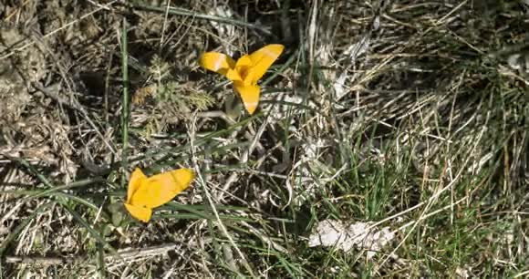 黄色的番红花开在田野上视频的预览图