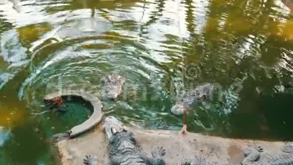 吃得好的鳄鱼游客试图用绳子喂鳄鱼肉视频的预览图