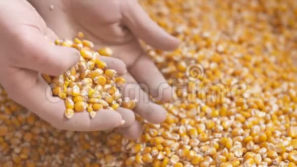 农民的手展示刚收获的玉米粒农业玉米收获视频的预览图