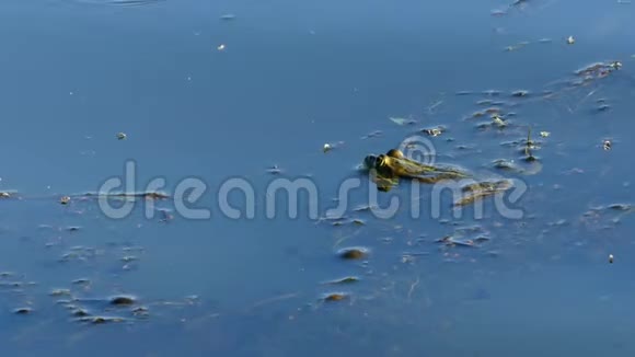 青蛙躺在水面上视频的预览图