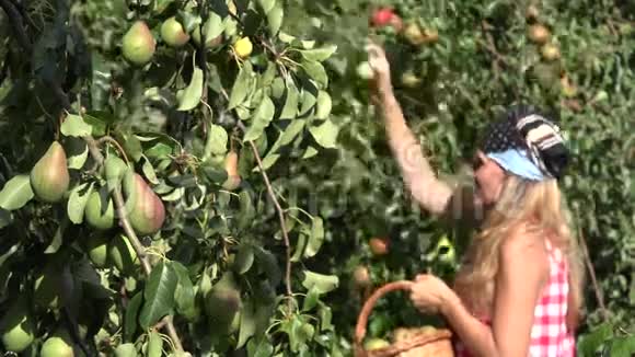 漂亮的乡下女人从梨树到柳条篮子摘梨水果改变焦点4K视频的预览图