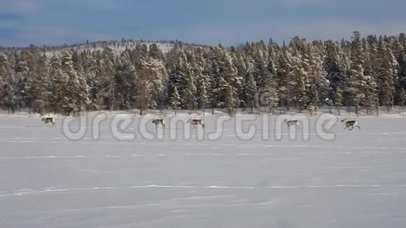 一群驯鹿在冰冻的湖面上奔跑视频的预览图