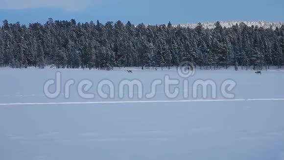 一群驯鹿在冰冻的湖面上奔跑视频的预览图