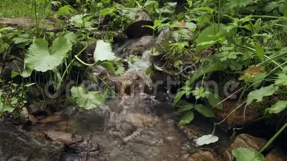 小瀑布溪流森林中有茂盛的绿色植被视频的预览图