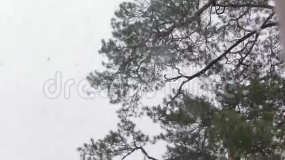 松林中的雪倾斜下来50英尺视频的预览图