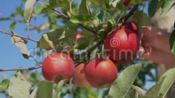 用成熟的苹果把一只手撕裂的树枝特写视频的预览图