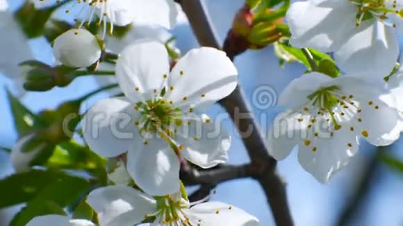 樱花树枝繁花蓝天夏日美丽的季节视频的预览图