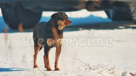 无家可归的狗冬冷冷无家可归的动物宠物问题雪地里棕色狗的生活方式视频的预览图