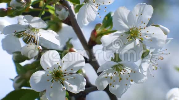樱花树枝繁花蓝天夏日美丽的季节视频的预览图