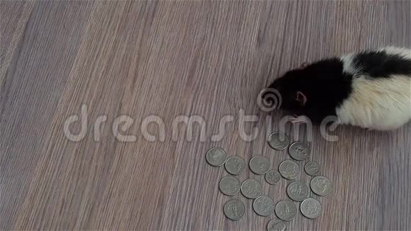 白老鼠和黑老鼠绕着硬币走美国四分之一视频的预览图